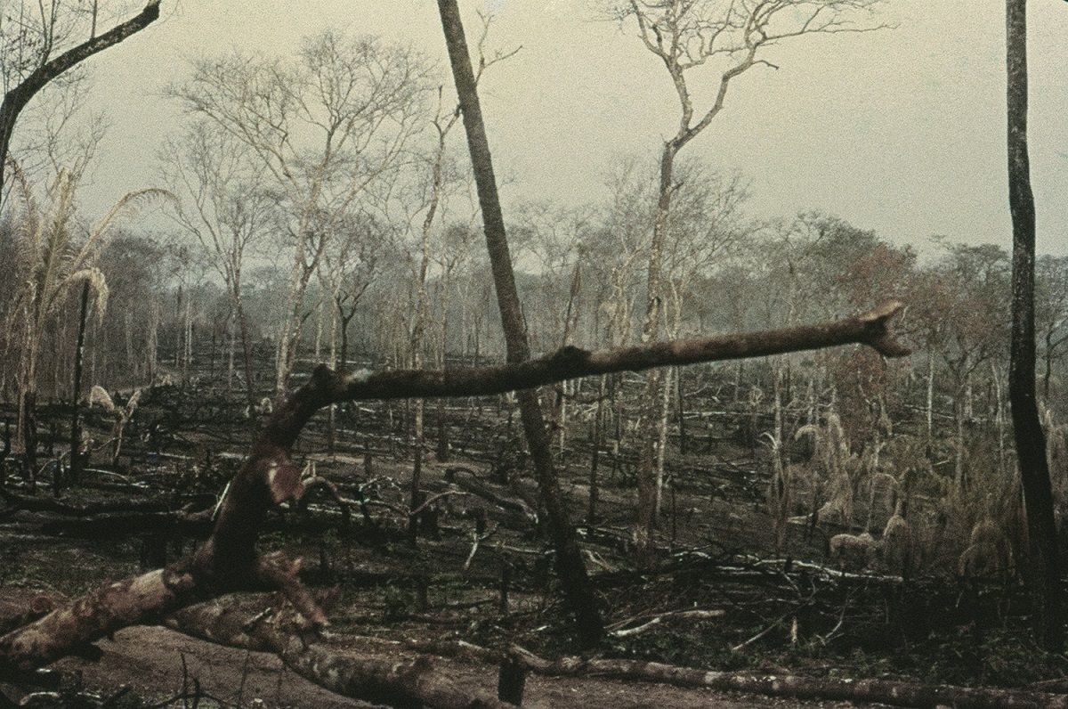 Selva del Mato Grosso arrasada, en una de las fotos recopiladas por Raquel Bravo en su libro. CORTESÍA