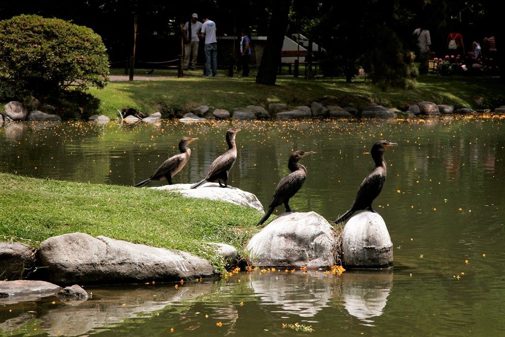 Un grupo de aves en el Jardín Japonés de Buenos Aires. GOBIERNO DE LA CIUDAD DE BUENOS AIRES