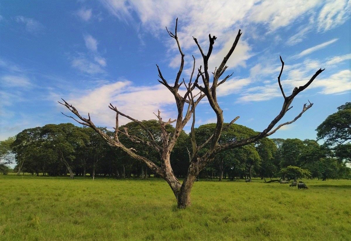 Un árbol en una zona de campo en San Fernando de Apure, Venezuela. JUAN BRICEÑO