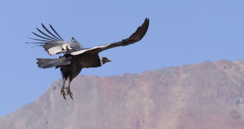 Un ejemplar de cóndor, en la cordillera andina de Chile. FLICKR/ANDRES BERTENS BAJO LICENCIA CC BY-NC-SA 2.0