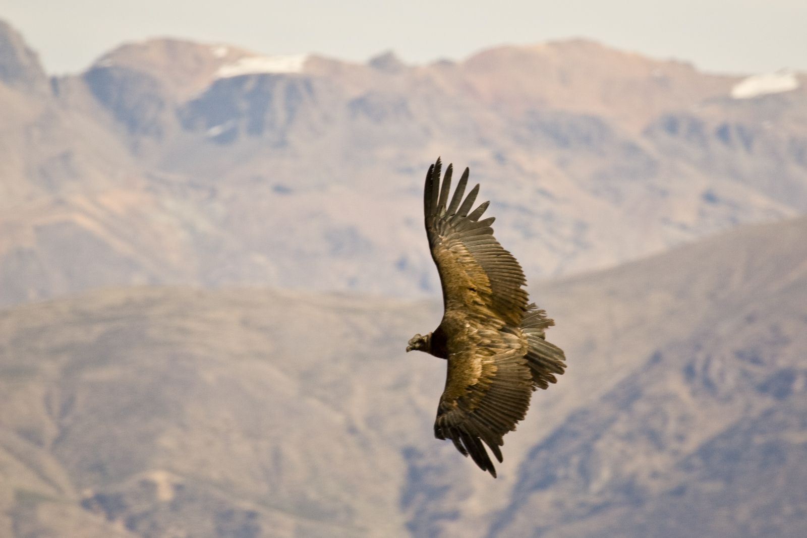 Un ejemplar de cóndor sobrevolando la región peruana de Arequipa. FLICKR/PEDRO SZEKELY BAJO LICENCIA CC BY-NC-SA 2.0