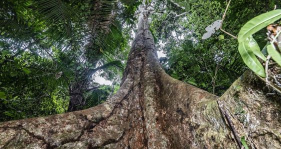 Un milenario árbol shihuahuaco se alza en medio del bosque de Las Piedras, en la región peruana de Madre de Dios. MICHAEL TWEDDLE