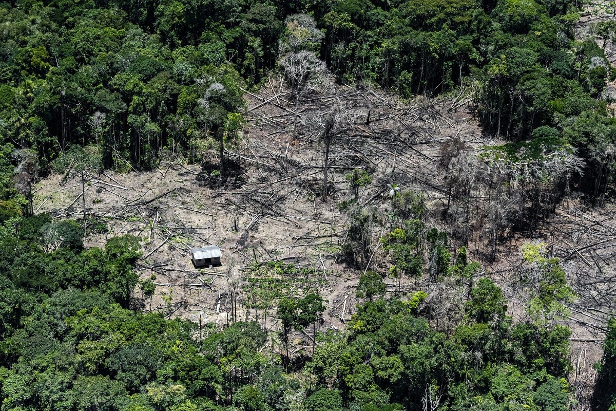 Área deforestada en la selva peruana, donde crece el shihuahuaco. MICHAEL TWEDDLE