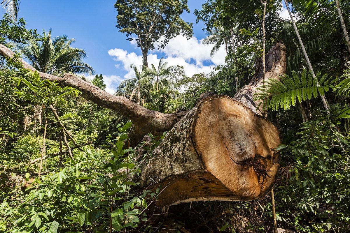 Un ejemplar de árbol shihuahuaco talado en la región peruana de Madre de Dios. MICHAEL TWEDDLE