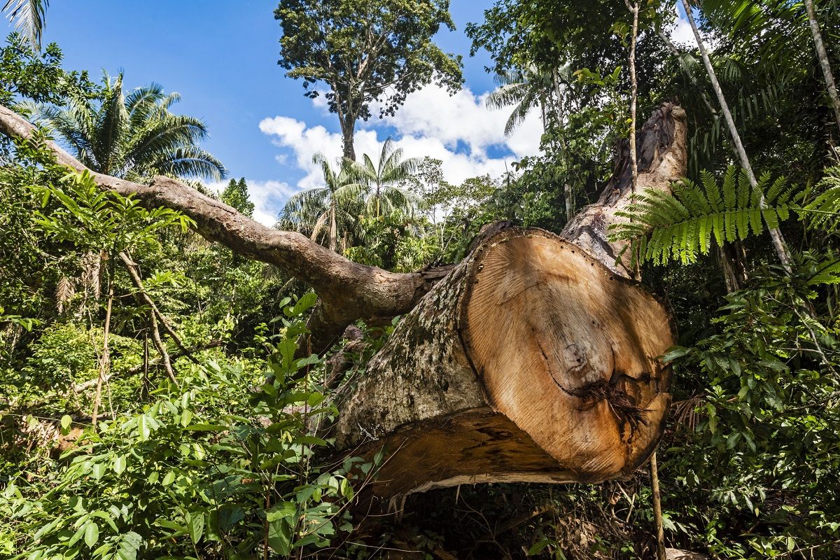 Un ejemplar de árbol shihuahuaco talado en la región peruana de Madre de Dios. MICHAEL TWEDDLE Un ejemplar de árbol shihuahuaco talado en la región peruana de Madre de Dios. MICHAEL TWEDDLE