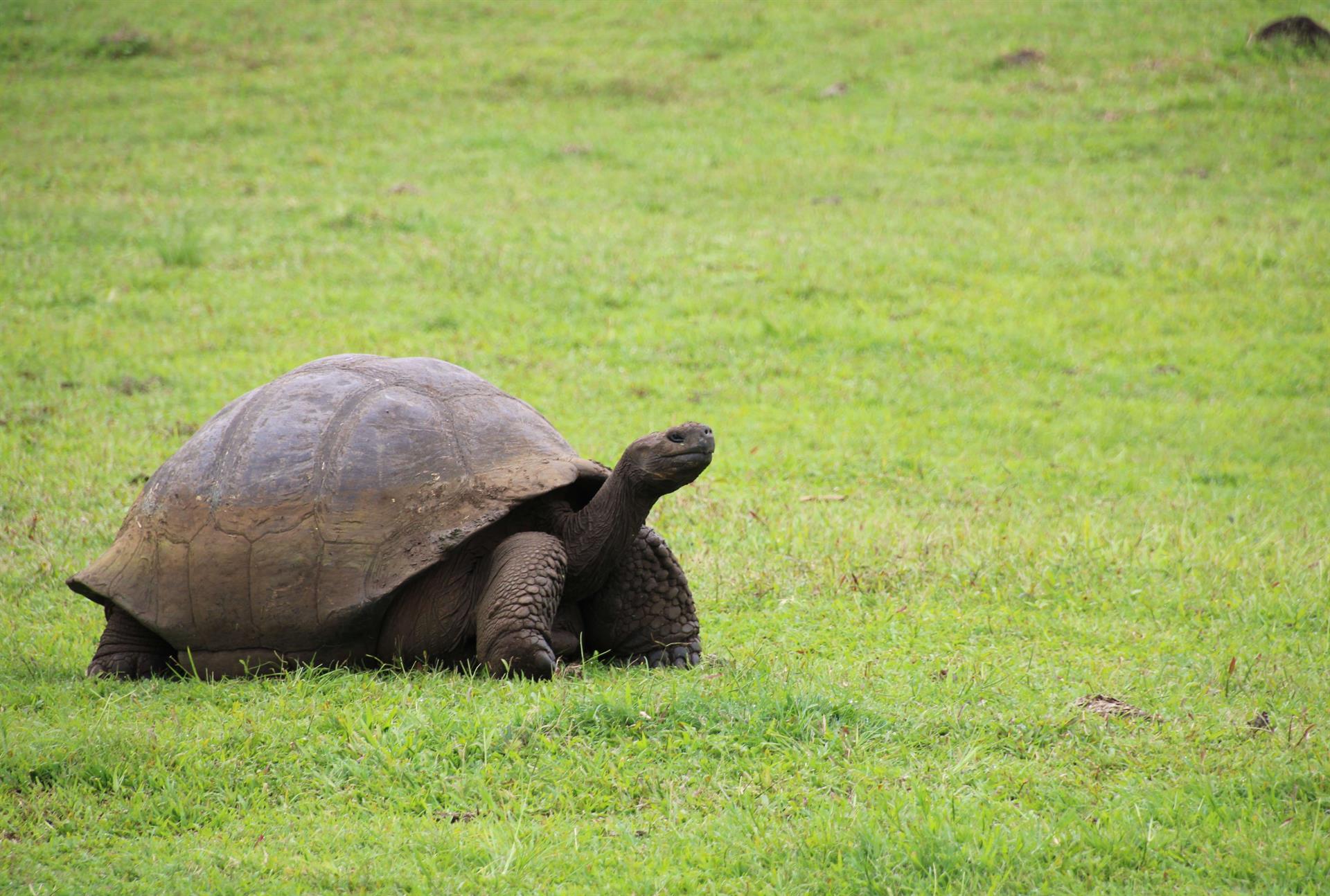 Una tortuga en el archipiélago de Galápagos, Ecuador. EFE/DANIELA BRIK