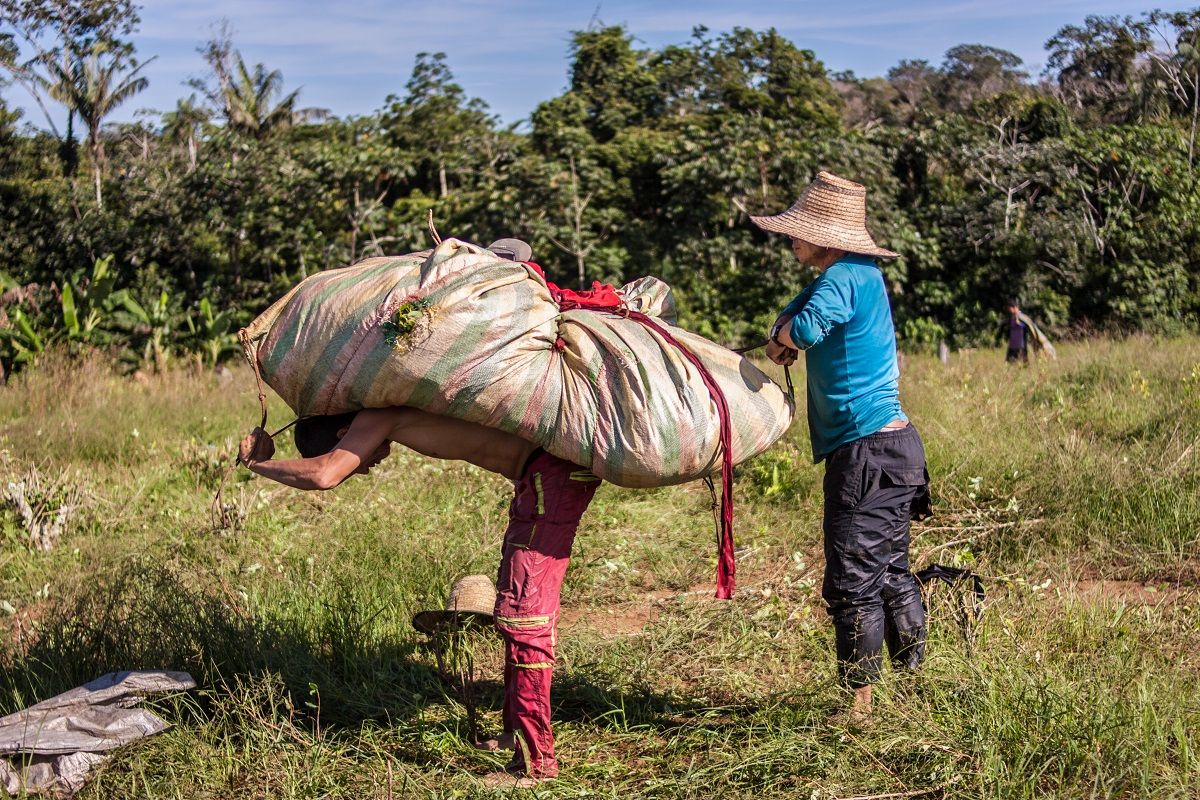 Un campesino carga un saco con hoja de coca en Nueva Colombia. MARIO TORO QUINTERO