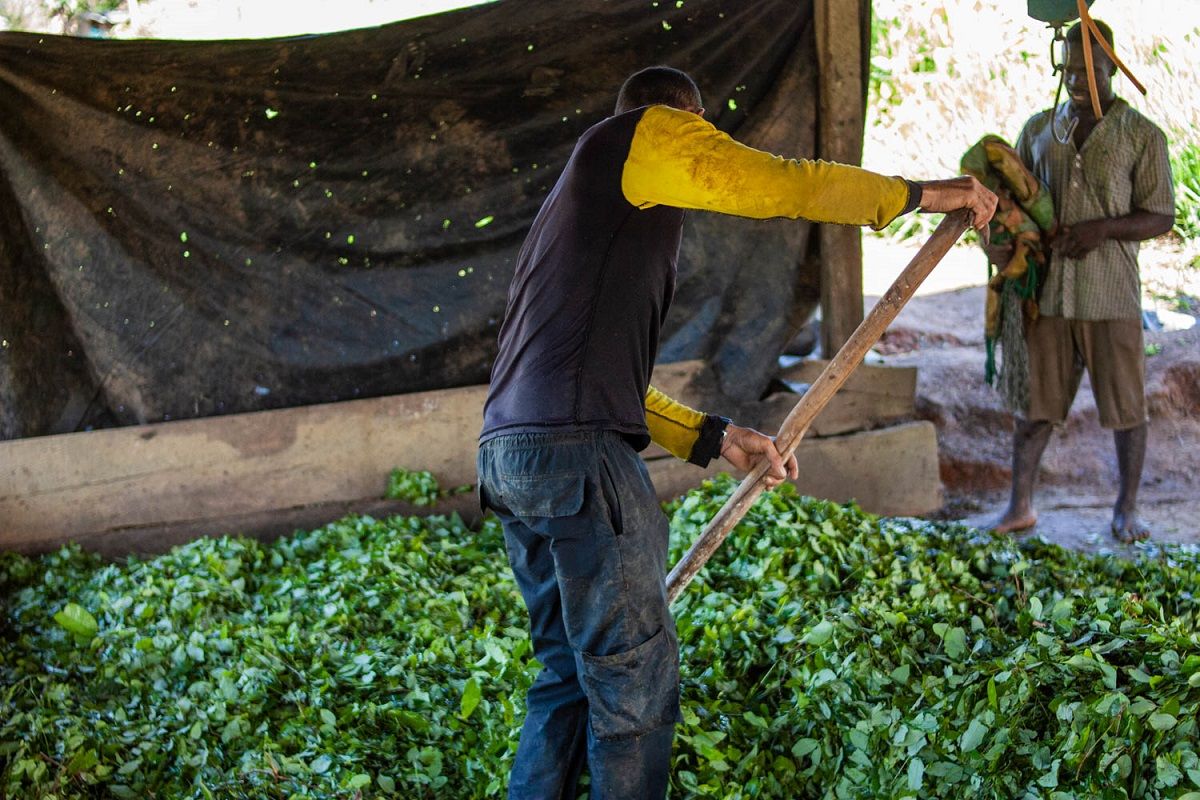 Un campesino remueve hojas de coca en Nueva Colombia. MARIO TORO QUINTERO