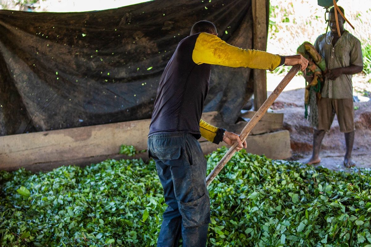 Un campesino remueve hojas de coca en Nueva Colombia. MARIO TORO QUINTERO Un campesino remueve hojas de coca en Nueva Colombia. MARIO TORO QUINTERO