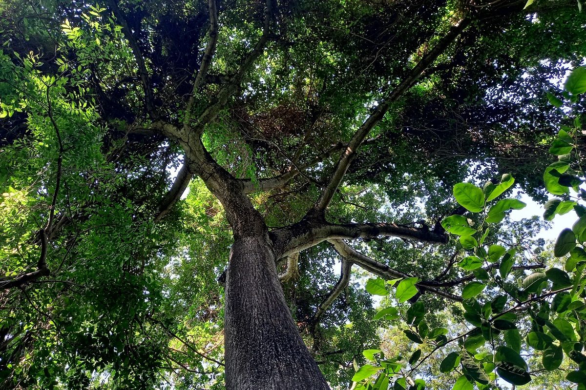 Árbol de la especie ceiba en el bosque de Nancuchiname, en el Bajo Lempa, El Salvador. LUIS BRUZÓN DELGADO