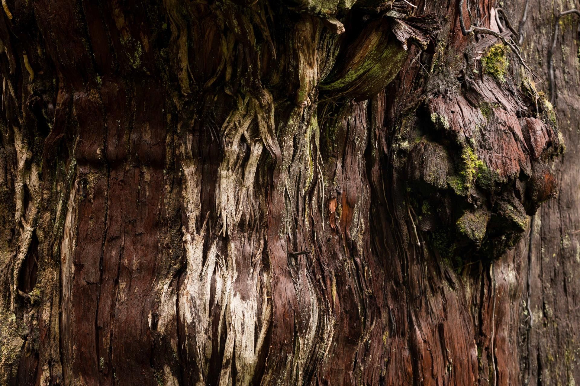 Tronco del árbol Gran Abuelo, en el Parque Nacional Alerce Costero, en Los Ríos, Chile. EFE/SALOMÓN HENRIQUEZ