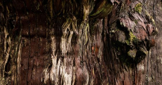 Tronco del árbol Gran Abuelo, en el Parque Nacional Alerce Costero, en Los Ríos, Chile. EFE/SALOMÓN HENRIQUEZ