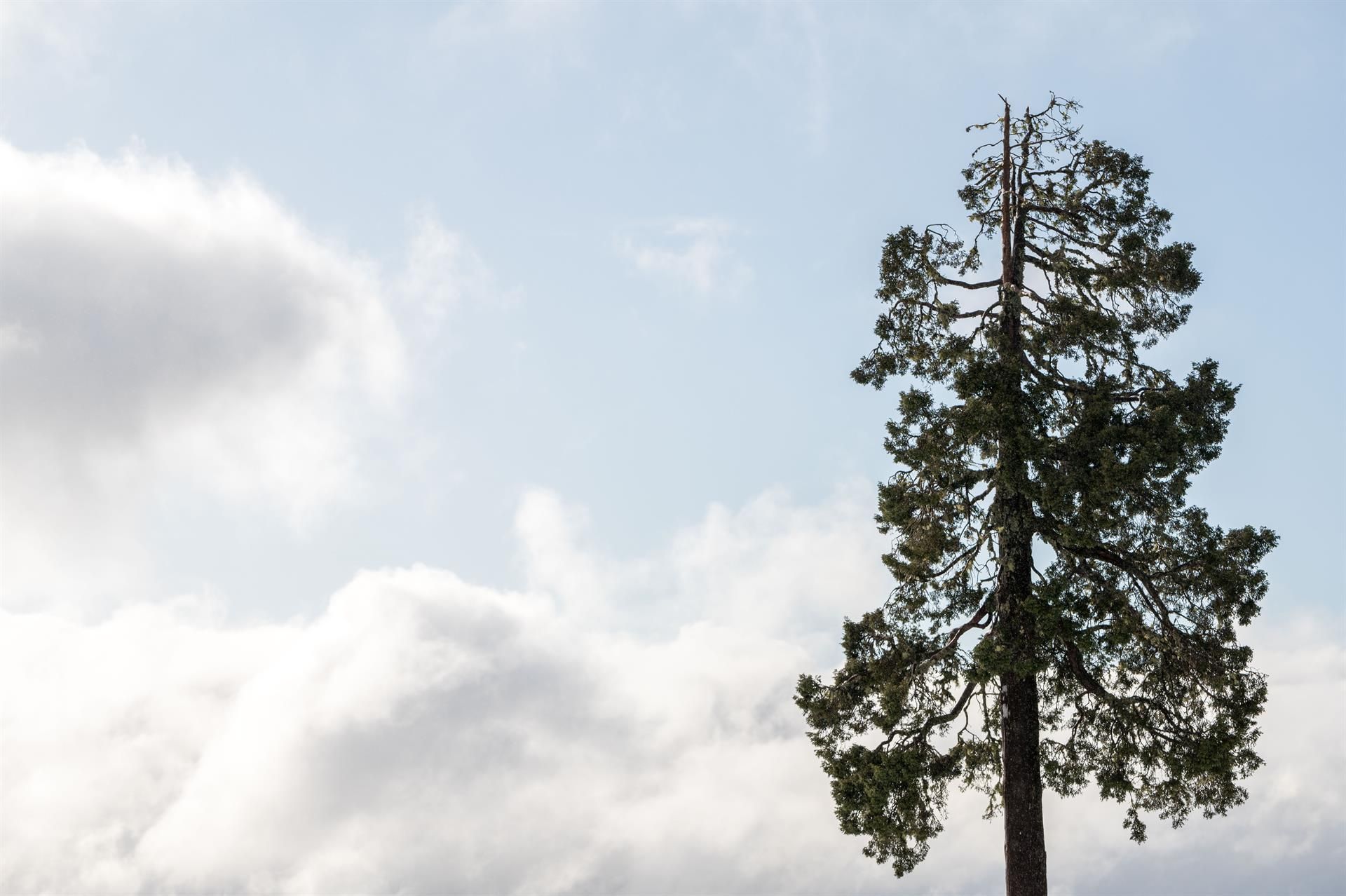El Gran Abuelo, en el Parque Nacional Alerce Costero de Chile, podría ser el árbol más viejo del mundo. EFE/SALOMÓN HENRIQUEZ