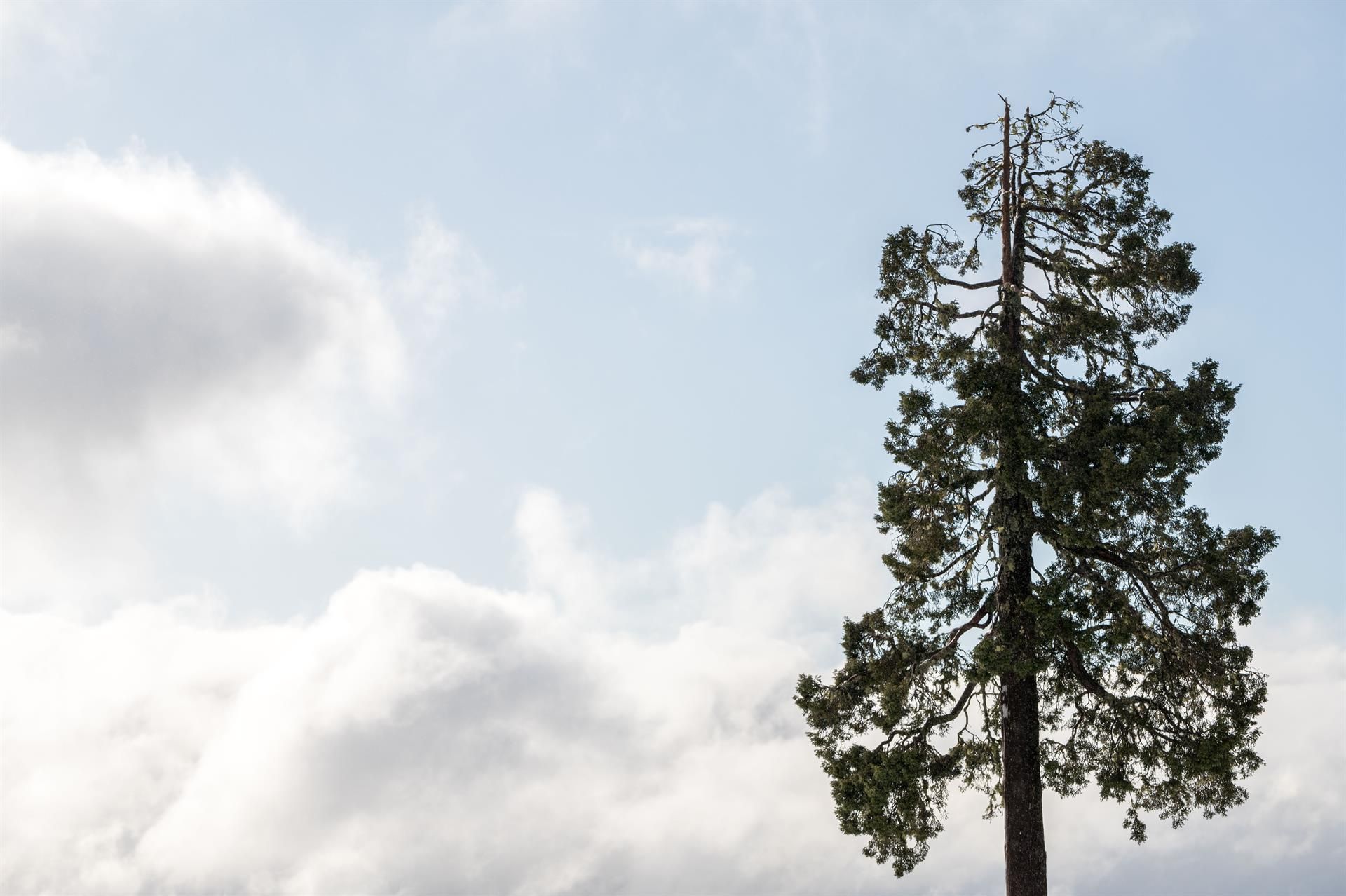 El Gran Abuelo, en el Parque Nacional Alerce Costero de Chile, podría ser el árbol más viejo del mundo. EFE/SALOMÓN HENRIQUEZ El Gran Abuelo, en el Parque Nacional Alerce Costero de Chile, podría ser el árbol más viejo del mundo. EFE/SALOMÓN HENRIQUEZ