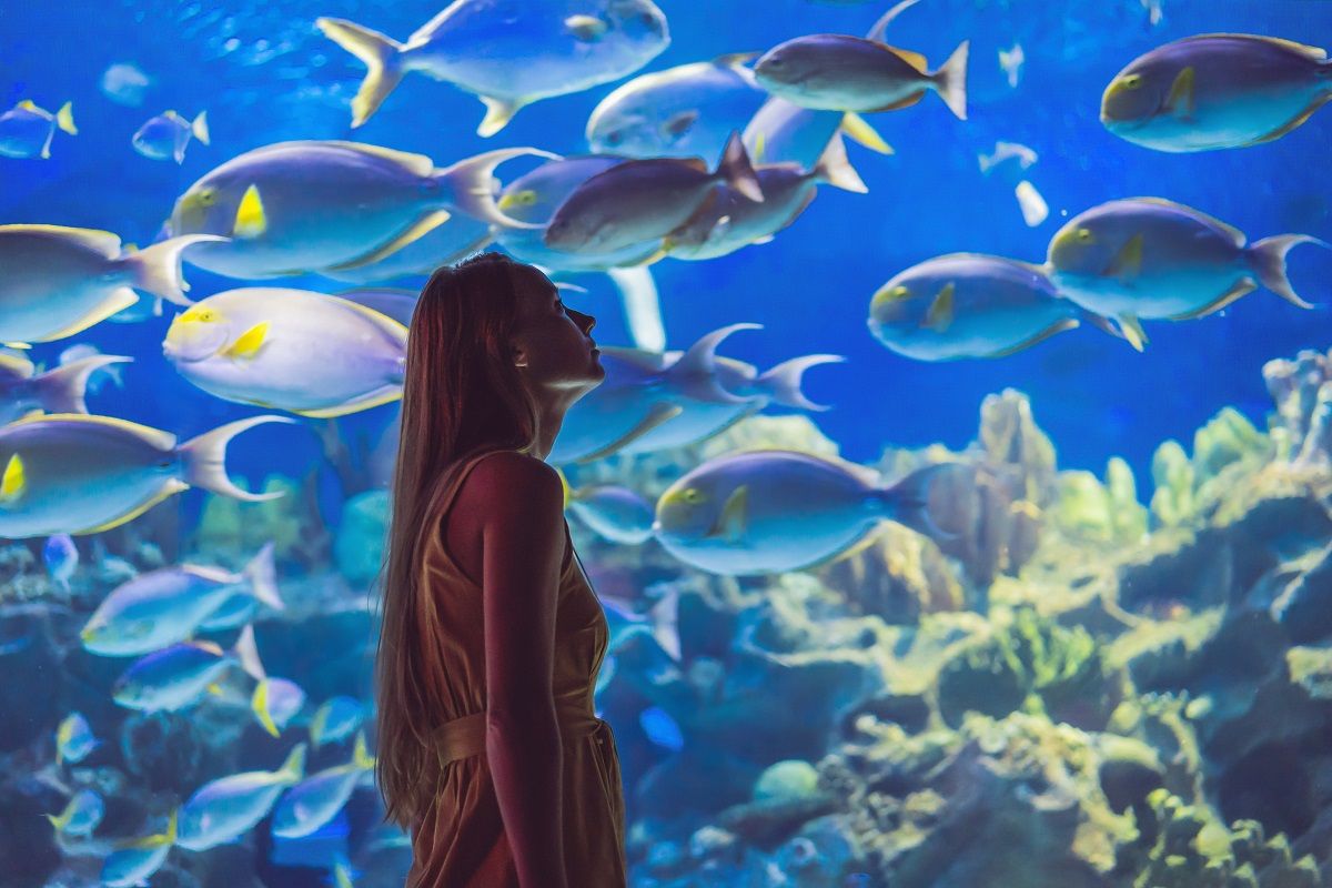 El Aquàrium de Barcelona es uno de los mayores acuarios de Europa y el más importante en temática mediterránea. SHUTTERSTOCK