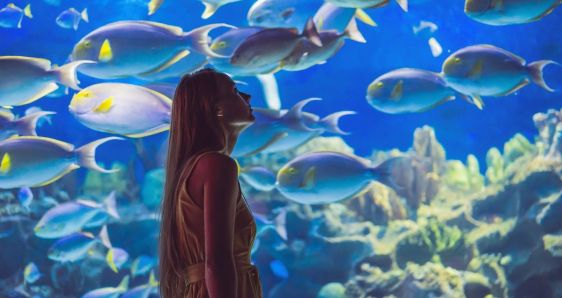 El Aquàrium de Barcelona es uno de los mayores acuarios de Europa y el más importante en temática mediterránea. SHUTTERSTOCK