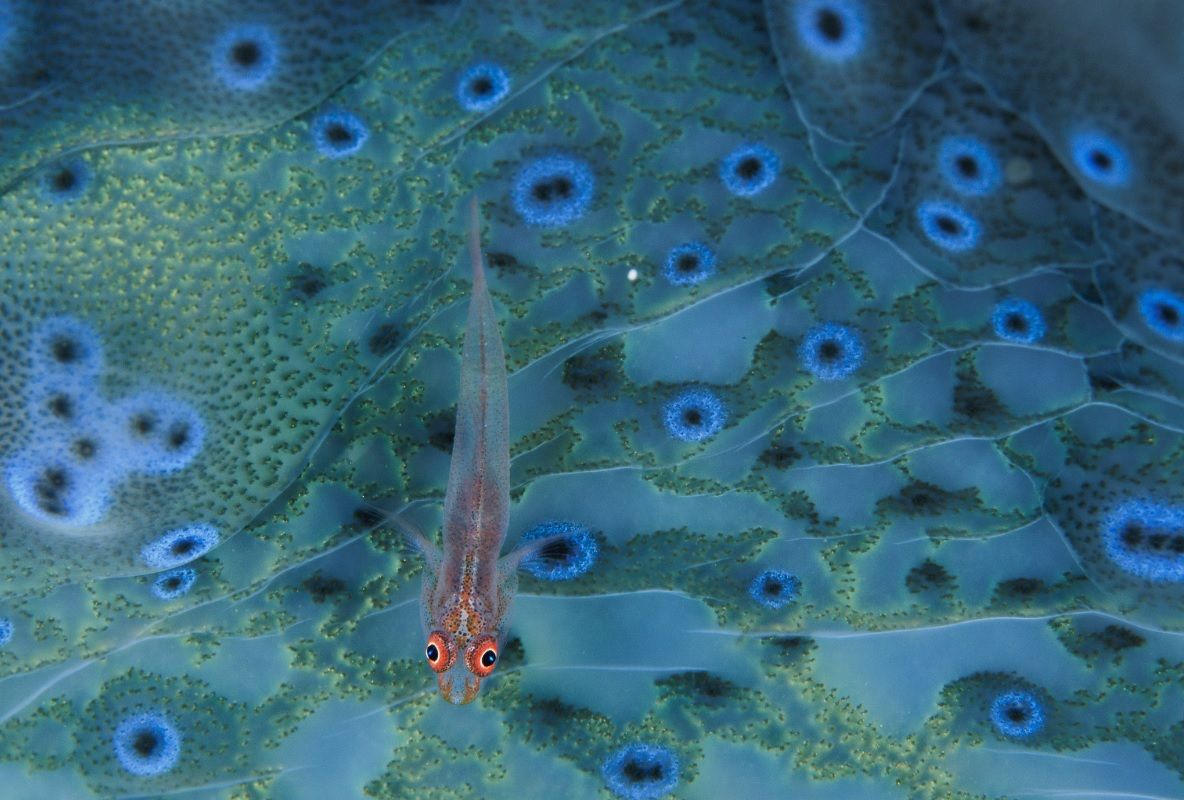 Gobi en un arrecife de coral cerca de la bahía de Milne, Papúa Nueva Guinea. © DAVID DOUBILET/NATIONAL GEOGRAPHIC Gobi en un arrecife de coral cerca de la bahía de Milne, Papúa Nueva Guinea. © DAVID DOUBILET/NATIONAL GEOGRAPHIC