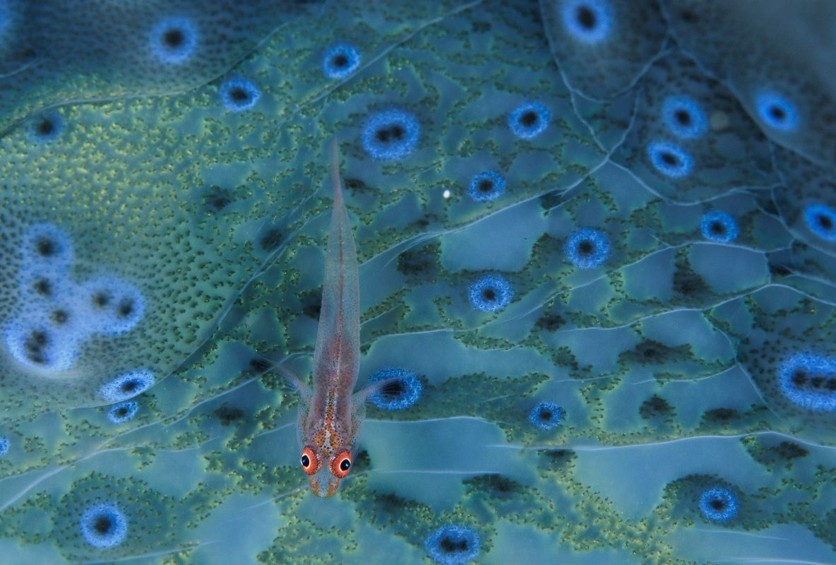 Gobi en un arrecife de coral cerca de la bahía de Milne, Papúa Nueva Guinea. © DAVID DOUBILET/NATIONAL GEOGRAPHIC