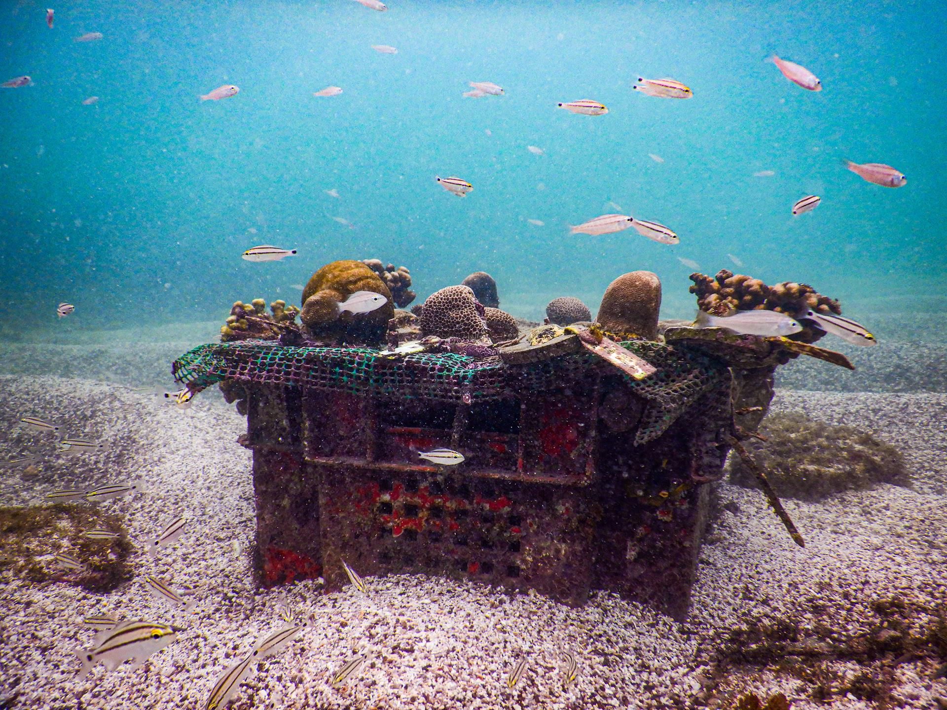 Imagen del proyecto de siembra de corales para restaurar ecosistemas en las islas Galápagos. EFE/PARQUE NACIONAL GALÁPAGOS