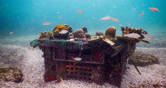 Imagen del proyecto de siembra de corales para restaurar ecosistemas en las islas Galápagos. EFE/PARQUE NACIONAL GALÁPAGOS