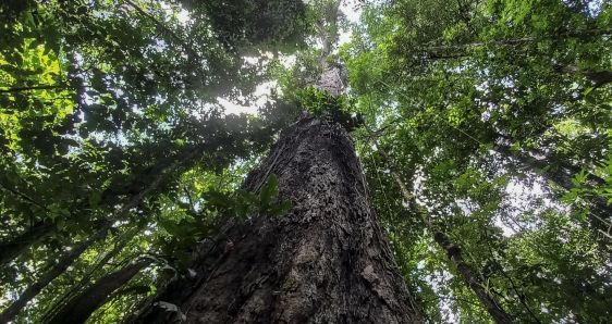 El angelim vermelho, el árbol más alto de la Amazonía. EFE/JOAO MATOS/PROYECTO ARBOLES GIGANTES DE LA AMAZONIA