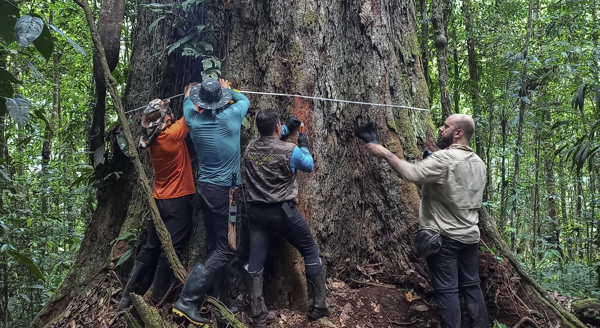 Científicos miden el tronco del angelim vermelho, el árbol más alto de la Amazonía. EFE/JOAO MATOS/PROYECTO ARBOLES GIGANTES DE LA AMAZONIA