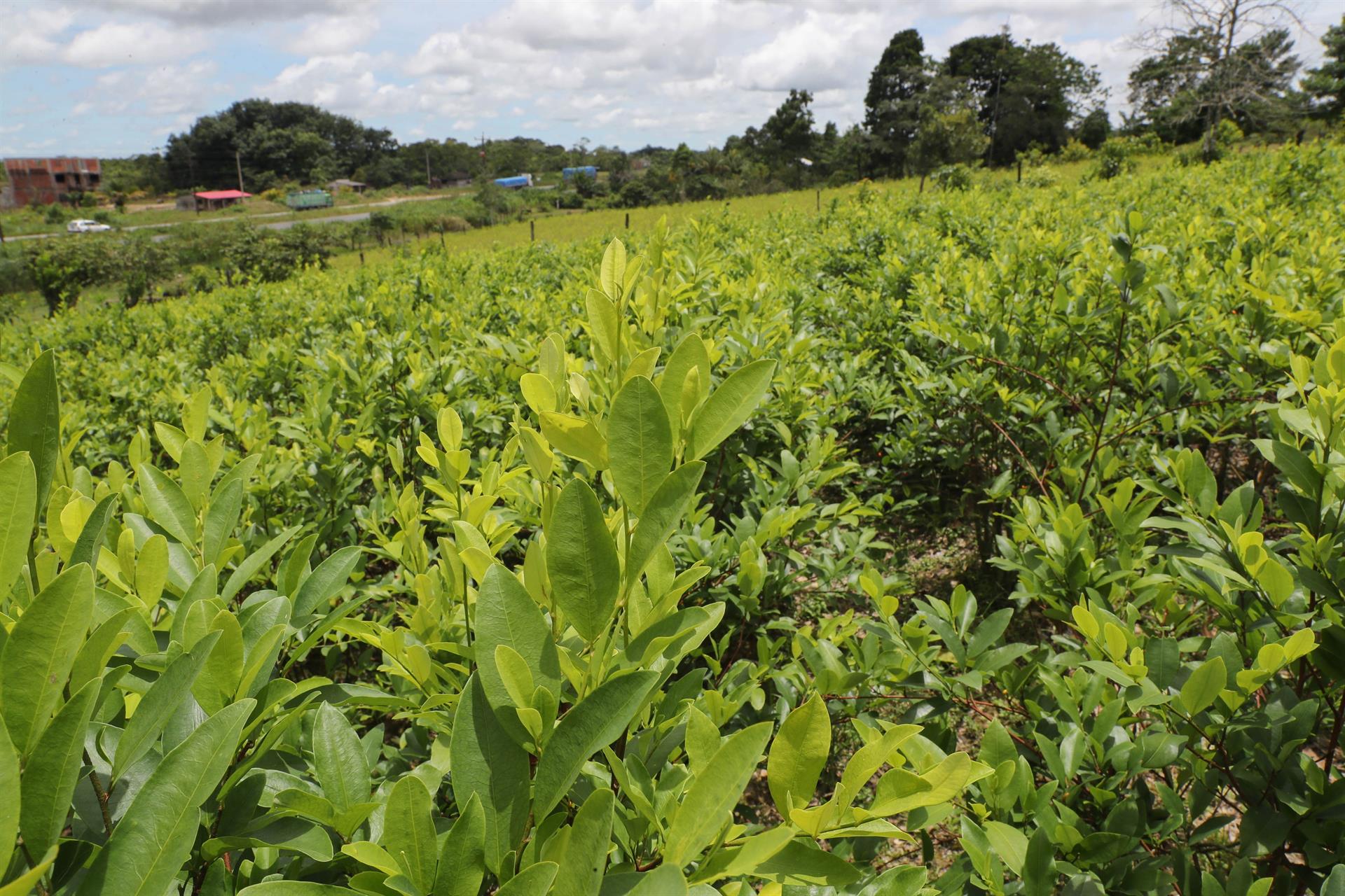 Cultivo ilegal de hoja de coca en Chimoré, Bolivia. EFE/MARTÍN ALIPAZ