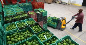 Empleados de la cosecha del limón en México, uno de los países de Latinoamérica que experimentará un menor crecimiento este 2023. EFE/ULISES RUIZ BASURTO