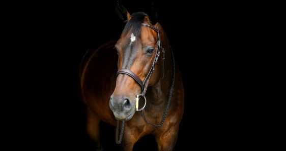 El caballo es el protagonista de 'Antes del salto', la novela de Marta San Miguel. UNSPLASH/ERIN DOLSON