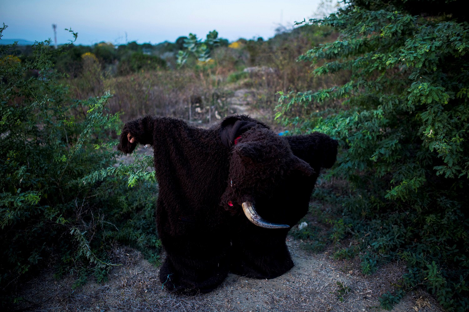 “Selva Africana” es una de las danzas tradicionales del carnaval de Barranquilla, con más de 50 años de historia y origen rural. CHARLIE CORDERO