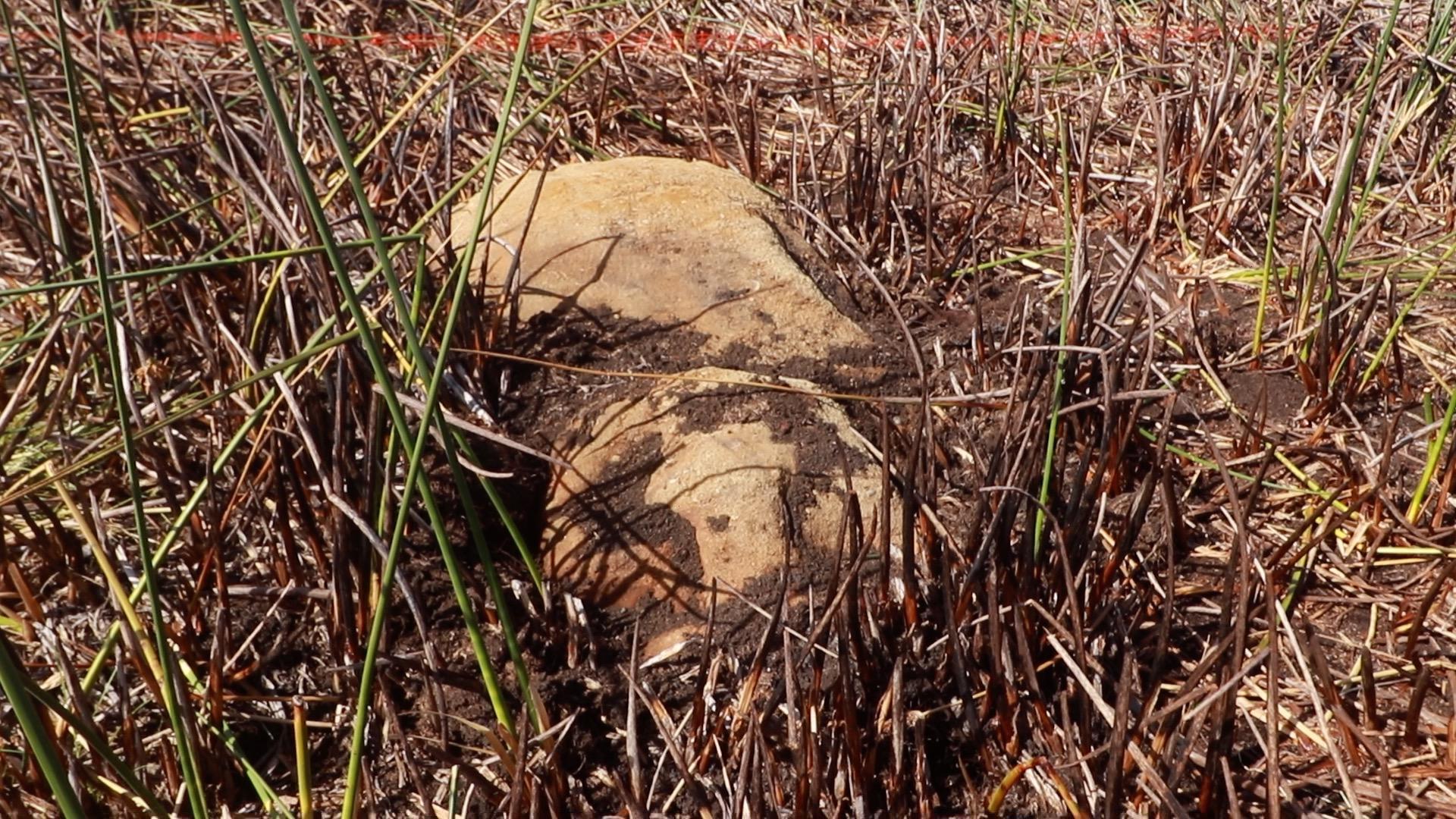 La estatua moái encontrada en la Isla de Pascua. EFE/COMUNIDAD MA'U HENUA