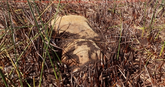 La estatua moái encontrada en la Isla de Pascua. EFE/COMUNIDAD MA'U HENUA