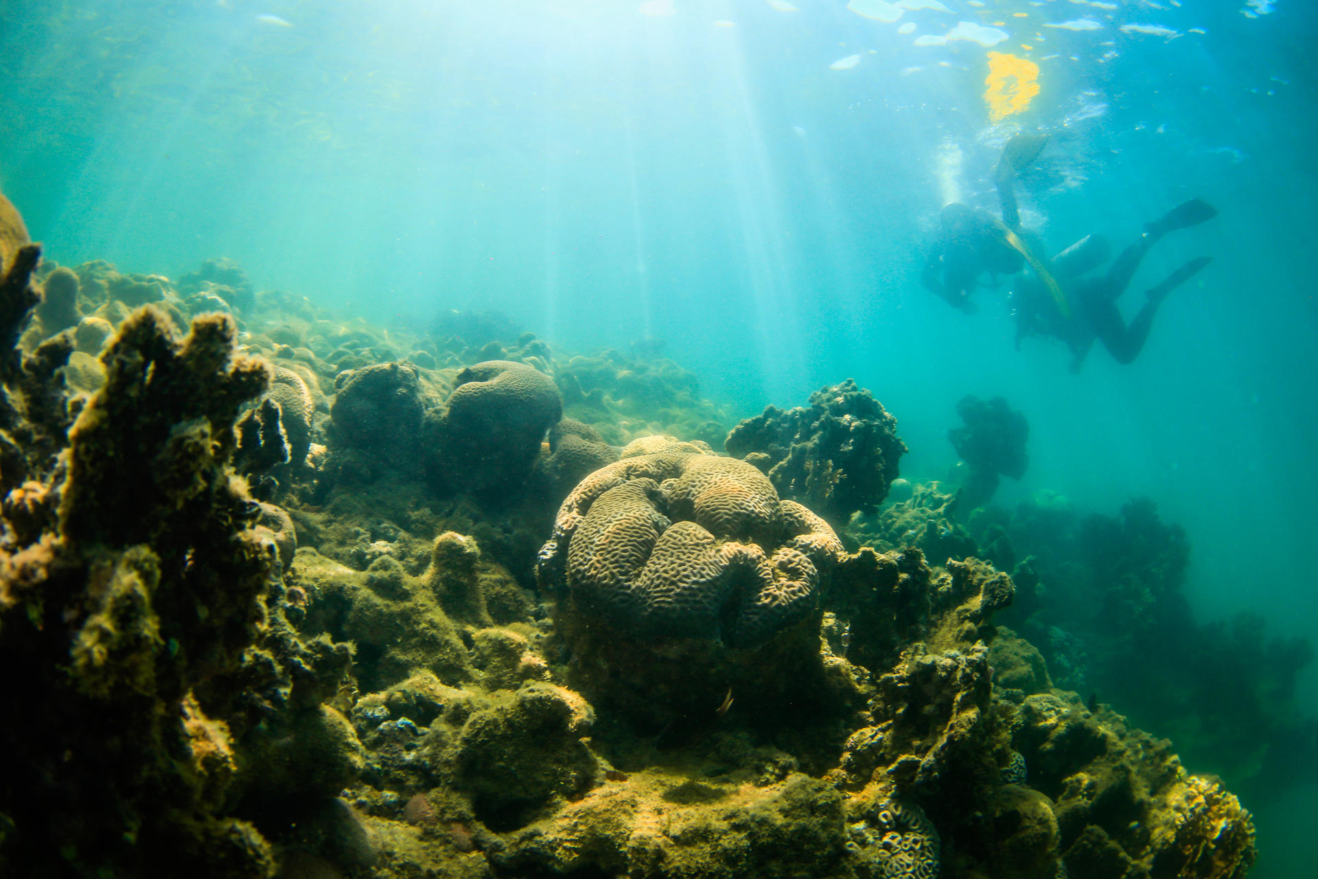 Investigadores de Coral Vivo revisan el estado de los arrecifes de coral en la región de Recife de Fora, Brasil. EFE/ANDRÉ COELHO