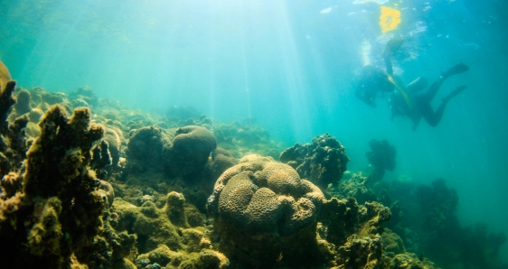 Investigadores de Coral Vivo revisan el estado de los arrecifes de coral en la región de Recife de Fora, Brasil. EFE/ANDRÉ COELHO