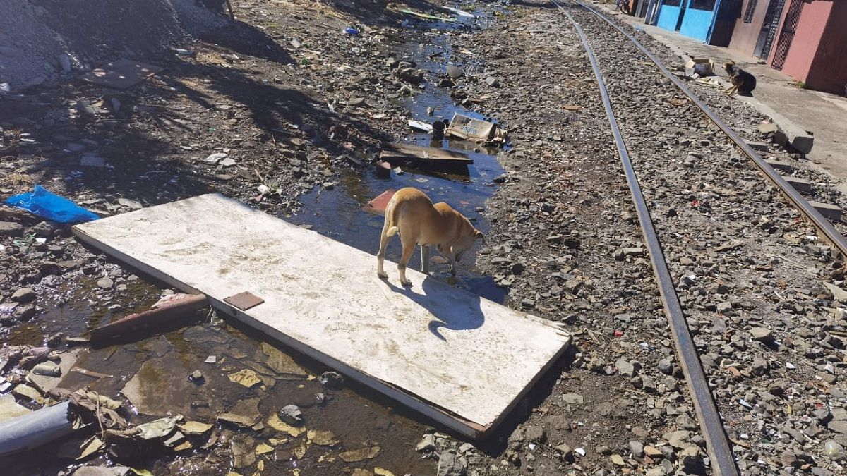 Un perro bebe de un arroyo en el barrio de Pueblo Nuevo. LUIS BRUZÓN