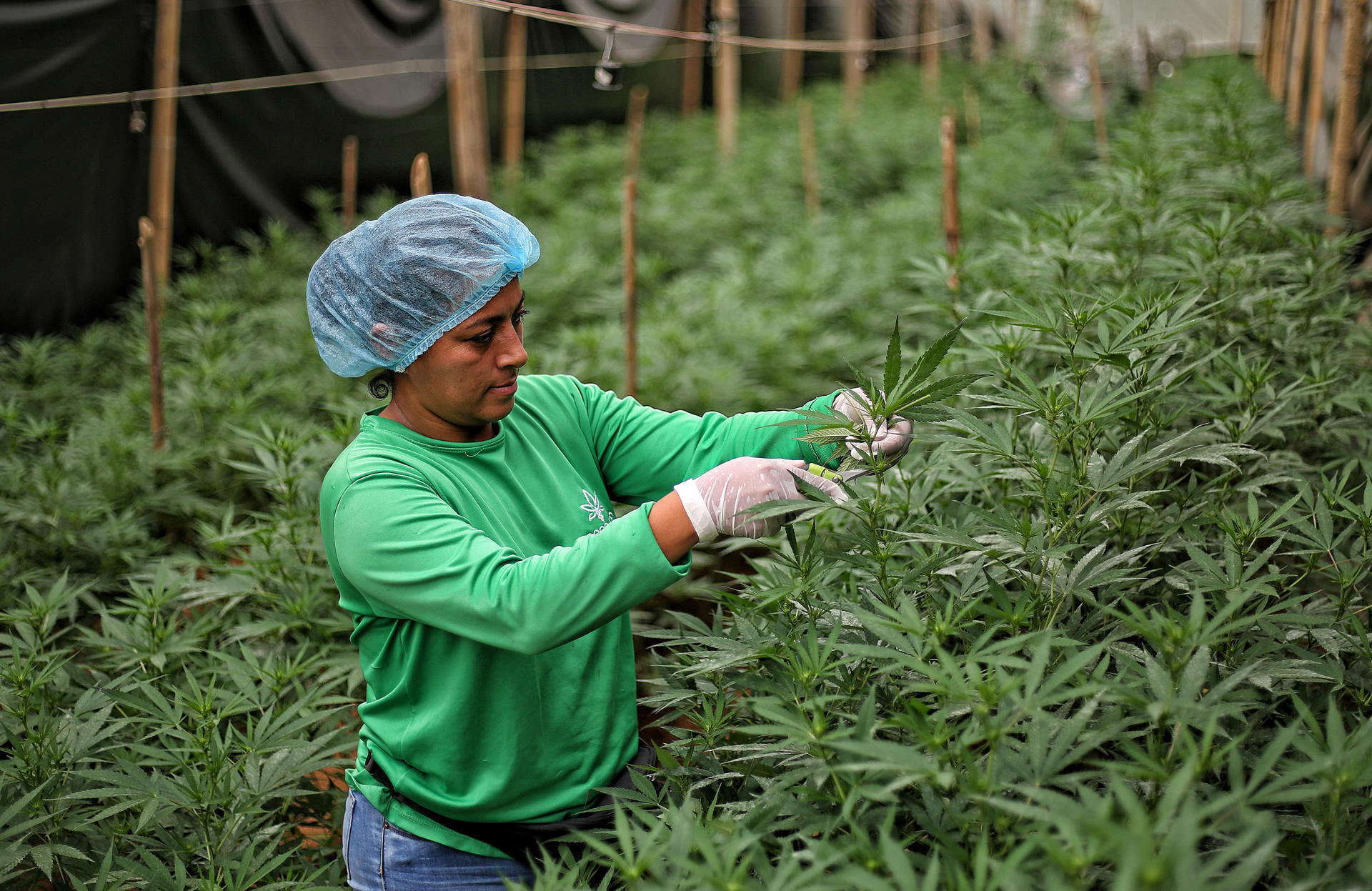 Un cultivo de cannabis medicinal en El Palmar, Colombia, el 9 de mayo de 2023. EFE/MARIO BAOS