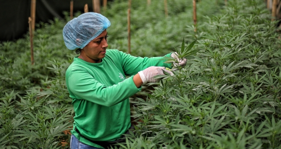 Un cultivo de cannabis medicinal en El Palmar, Colombia, el 9 de mayo de 2023. EFE/MARIO BAOS