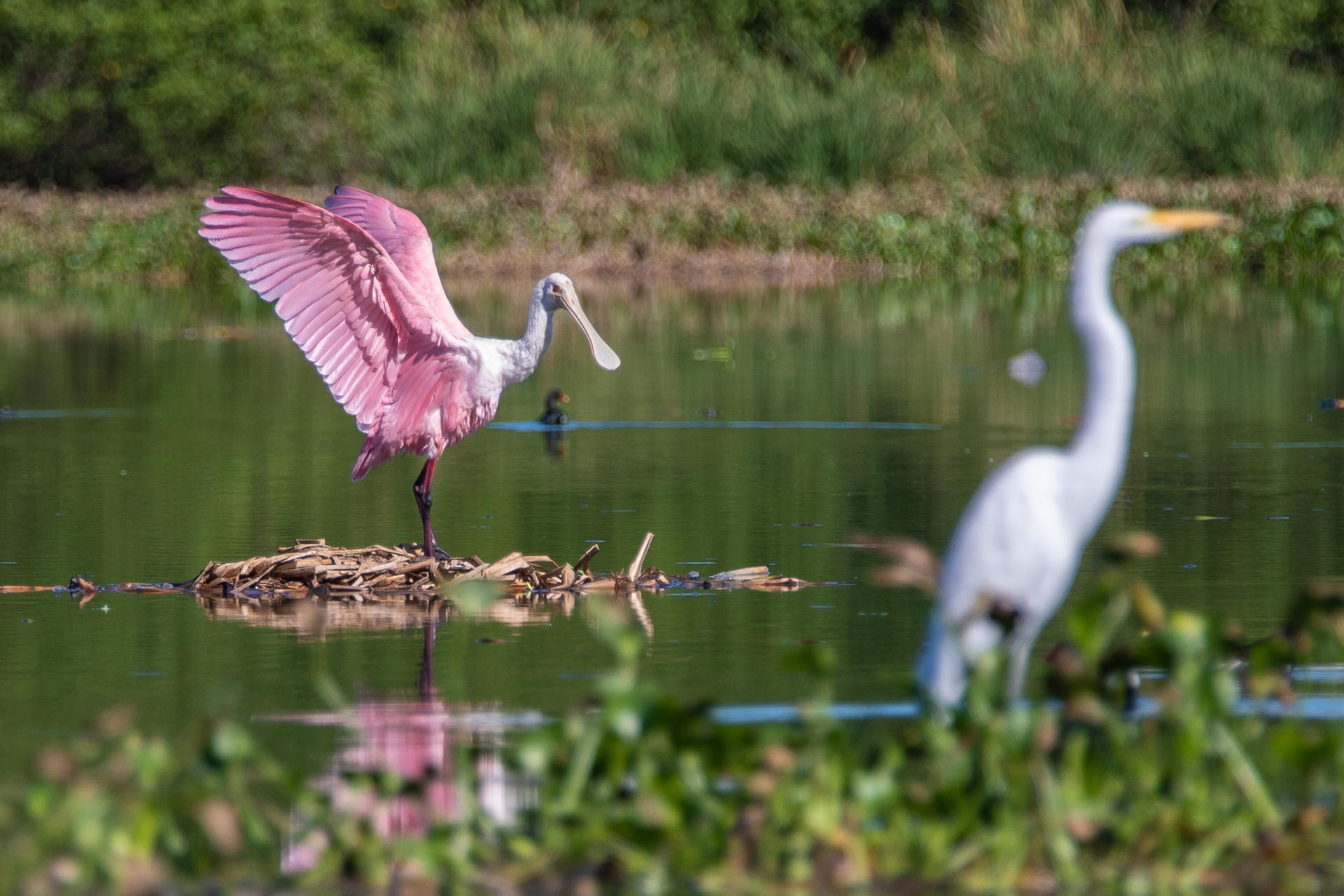 Un pelícano rosado y una garza en la laguna de Camorim, en Jacarépaguá, Río de Janeiro, el 16 de mayo. EFE/ANDRE COELHO