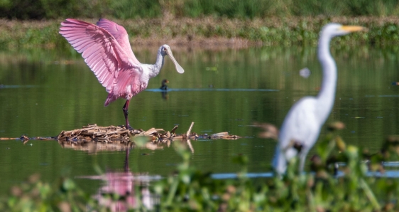 Un pelícano rosado y una garza en la laguna de Camorim, en Jacarépaguá, Río de Janeiro, el 16 de mayo. EFE/ANDRE COELHO