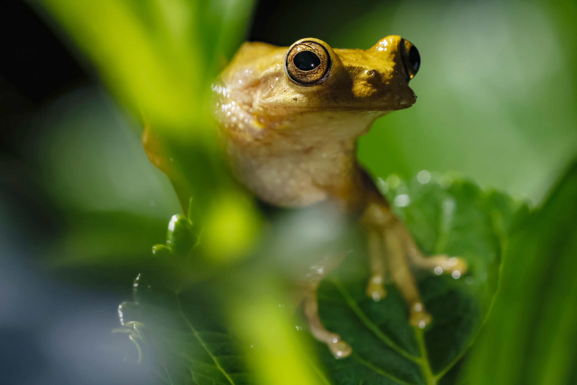 Una rana del pastizal en Poás de Alajuela, Costa Rica, este 5 de junio, día en que la Unesco ha pedido proteger la biodiversidad de Centroamérica. EFE/JEFFREY ARGUEDAS Una rana del pastizal en Poás de Alajuela, Costa Rica, este 5 de junio, día en que la Unesco ha pedido proteger la biodiversidad de Centroamérica. EFE/JEFFREY ARGUEDAS