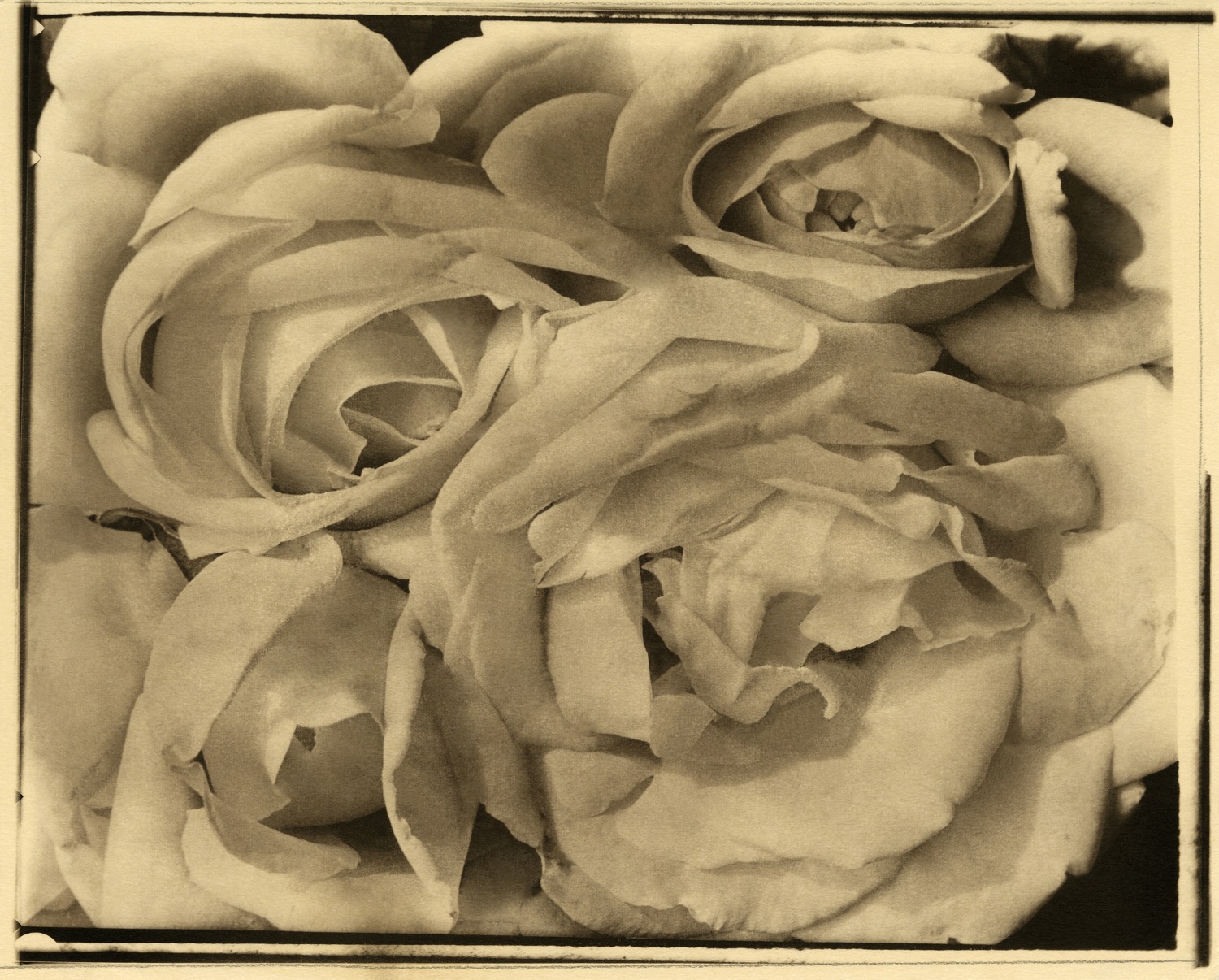 Tina Modotti. Fotografía 'Rosas', 1924. Colección archivo y fundación Televisa