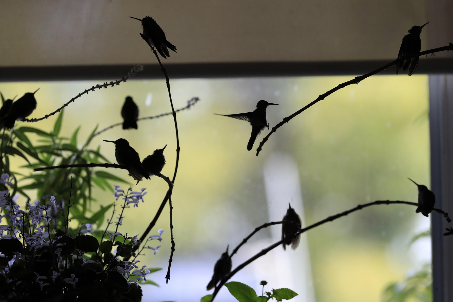 Colibríes en el "hospital" de Catia Lattouf en Ciudad de México, el 28 de junio de 2023. EFE/MARIO GUZMÁN