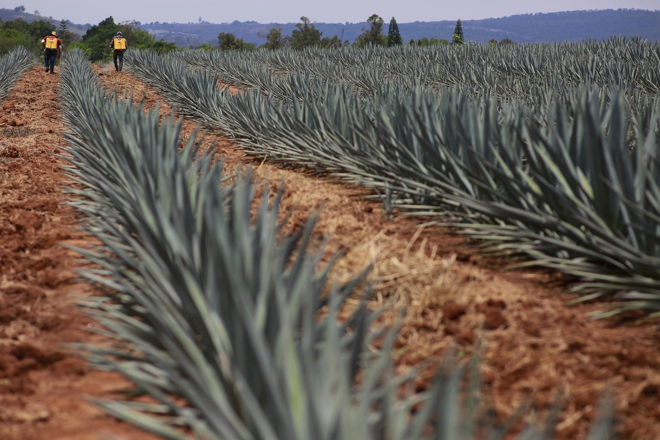 Campo de agave en Tequila, México, el 10 de julio de 2023. EFE/FRANCISCO GUASCO