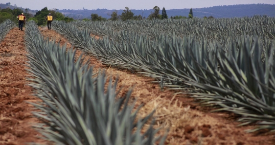 Campo de agave en Tequila, México, el 10 de julio de 2023. EFE/FRANCISCO GUASCO