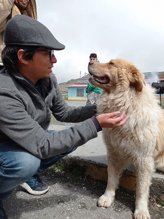 Perro mucuchíes en el Pico del Águila. PAUL ANTOINE MATOS