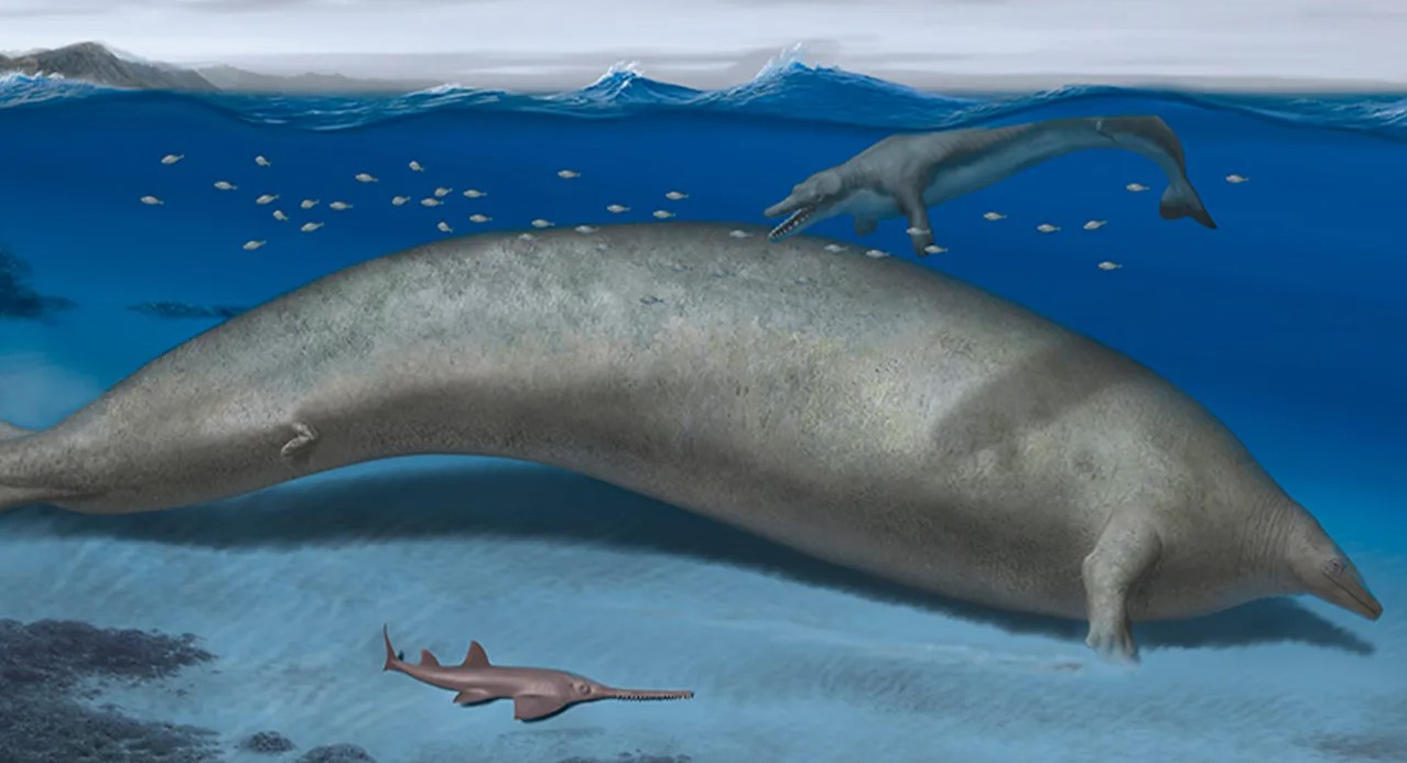 El 'Perucetus colossus', una de las especies que vivían en las aguas del actual Perú.