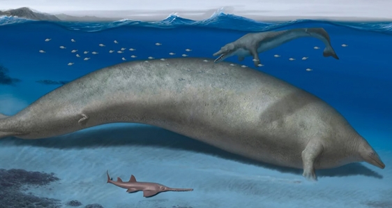 El 'Perucetus colossus', una de las especies que vivían en las aguas del actual Perú.