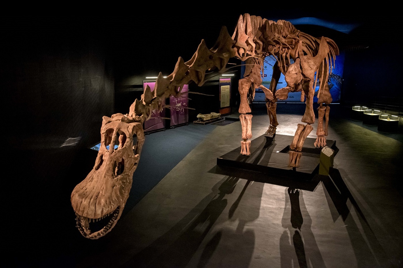 Réplica completa del dinosaurio 'Patagotitan mayorum', que se podrá ver en la nueva temporada de exposiciones de CaixaForum. MEF