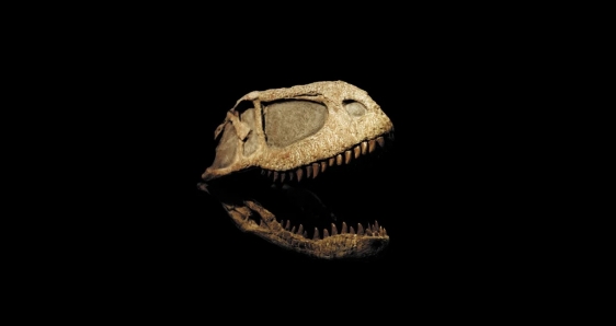 Cráneo de 'Eoabelisaurus', de la exposición 'Dinosaurios de la Patagonia' de la nueva temporada de la Fundación ”la Caixa”. MEF