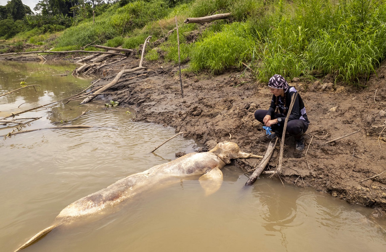 Una veterinaria toma muestras de un delfín rosado muerto por la sequía del Amazonas, en Puerto Nariño, Colombia, el 17 de octubre. EFE/WWF COLOMBIA